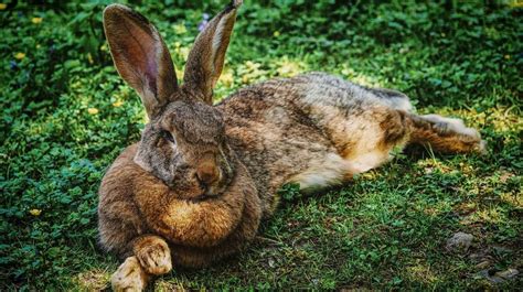 How To Butcher A Rabbit The Humane Way Homesteading Rabbit Meat