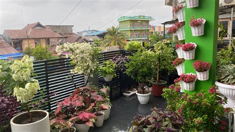 MY BALCONY GARDEN TAMAN DI BALKONKU YouTube