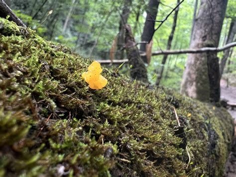 Fungi Including Lichens From South Mountains State Park Connelly