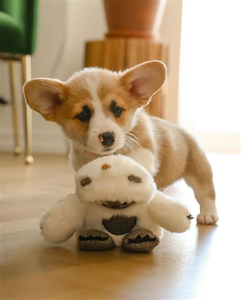 Benny Male Fluffy Pembroke Welsh Corgis