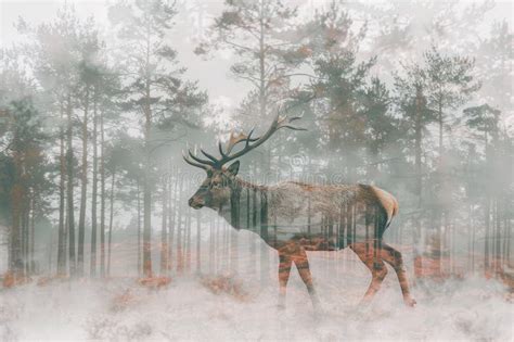 A Majestic Stag Merged With The Mystical Aura Of A Foggy Woodland In A