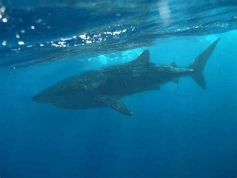 More Megalodons Caught On Camera Spotted In Real Life Doovi