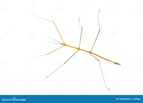 Stick Insect on White Background Stock Photo - Image of closeup, white ...