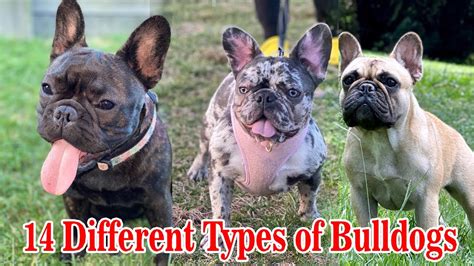 What Are The Different Types Of French Bulldogs