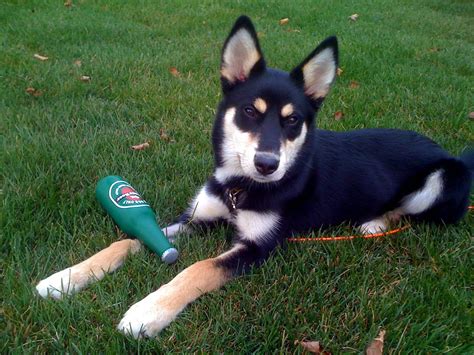 German Shepherd Husky Mix