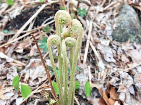 Springtime Fiddleheads Connecticut College Arboretum New London