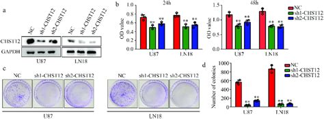 Knockdown Of Chst Decreased The Proliferation Of Gbm Cells A