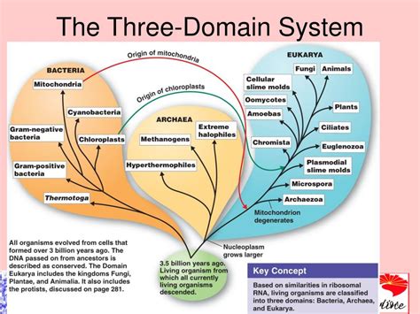 Ppt Ch 10 Taxonomy And Classification Powerpoint Presentation Free