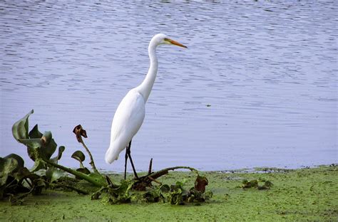 Famous Tourist Places Andhrapradesh: KOLLERU BIRD SANCTUARY ANDHRA PRADESH