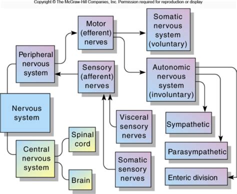 Chapter 40 The Nervous System Flashcards Quizlet