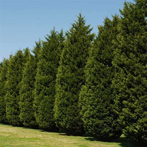 Leyland Cypress Not A Good Choice For Privacy Screens Rtec Treecare