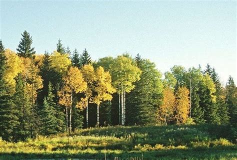 Conservation in Canada’s boreal forest — Ducks Unlimited Canada