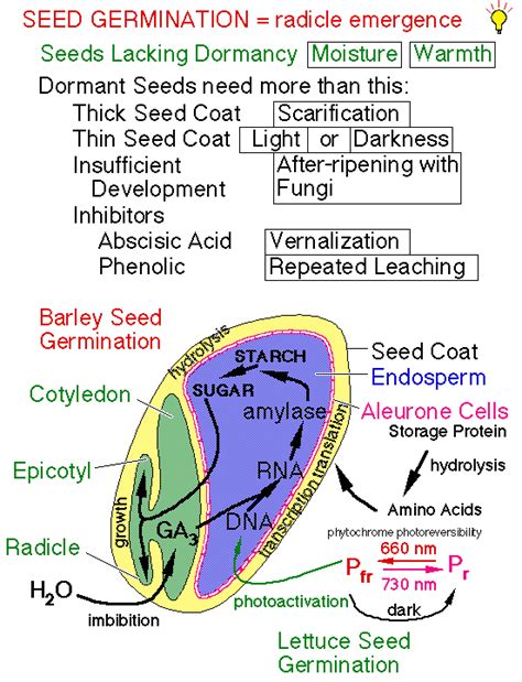 Why Is Dormant Used to Describe Seeds