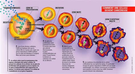 Les Nanotechnologies Appliquées Au Traitement Du Cancer Echosciences