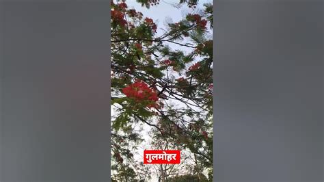 गुलमोहर का पेड़ Tree Shortvideo Shorts Youtube