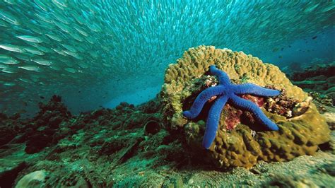 1080P, animal, starfish, underwater, sea, animals in the wild, fish