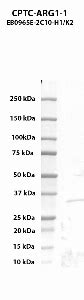 The Clinical Proteomic Technologies For Cancer Details For Cptc Arg