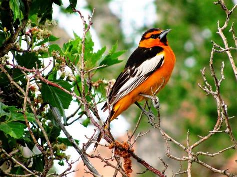 15 Species Of Blackbirds In Indiana Picture And ID Guide Bird Advisors