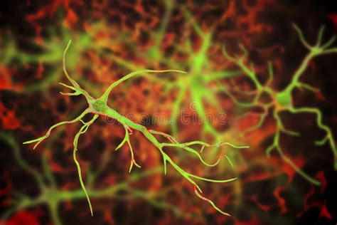 Astrocytes Pilhas Glial Do C Rebro Ilustra O Stock Ilustra O De