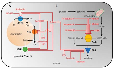 Ijms Free Full Text Approaches To Measuring The Activity Of Major Lipolytic And Lipogenic