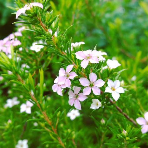 25 Plantes Résistantes A La chaleur Parfait Pour Cet Ete