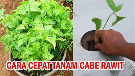 Cara Cepat Menanam Cabe Rawit Musim Hujan Metode Bibit Cabut Tanam Anti