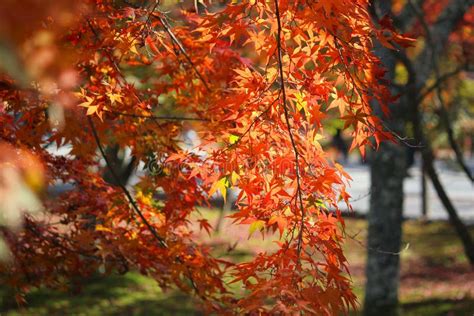 Autumn Colors in Kyoto, Japan Stock Photo - Image of colours, natural ...