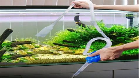 How To Clear Aquarium Tank Water Tips And Tricks For Crystal Clear Water