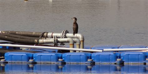 Katraj Lake - a unfamiliar Lake for bird watching - Journey & Life.