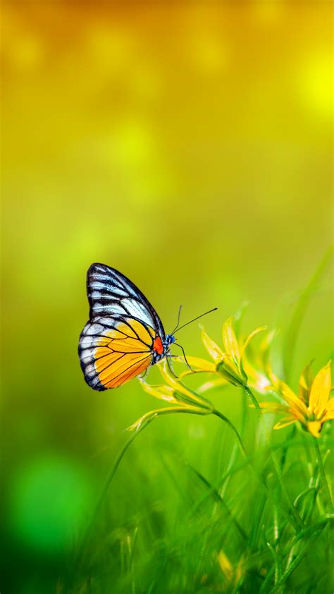 97 Yellow Butterfly Wallpaper Hd Picture MyWeb