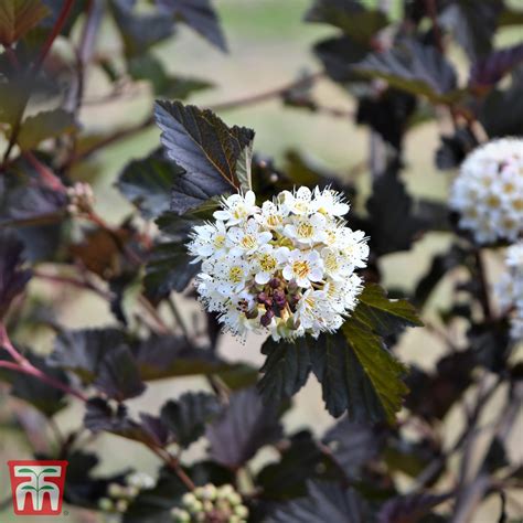 Physocarpus Opulifolius Midnight