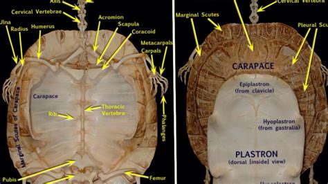 Sea Turtle Skeleton Diagram