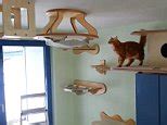 Cat Explores It S Incredible Goldtatze Climbing Furniture Daily Mail