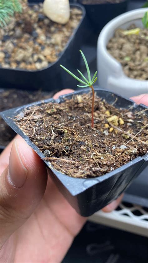 Rare Pinus Longaeva Seedling For Bonsai Furniture Home Living