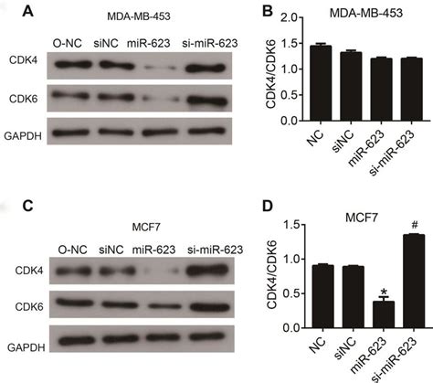 Mir 623 Inhibited The Expression Of Cell Cycle Proteins The Levels Of