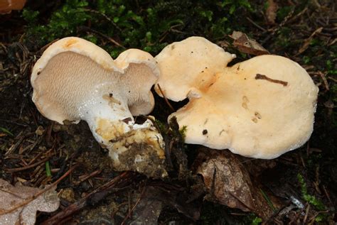 Ежовик жёлтый (Hydnum repandum) фото и описание