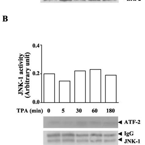 Effects Of Tpa Induced Pkc Activation On Map Kinase Activities Kinase