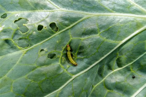 Cabbage Pests Top Tips On Identification And Control