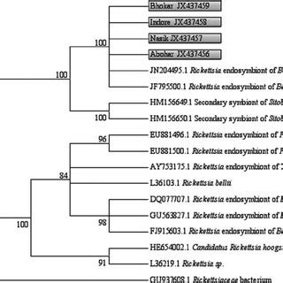 Phylogenetic Tree Showing The Relationship Of S Rdna Rickettsia