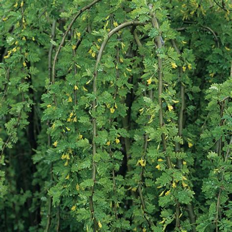 COMMON WEEPING CARAGANA T/G - Foothills Nurseries