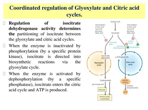 Ppt Regulation Of The Citric Acid Cycle Powerpoint Presentation Free