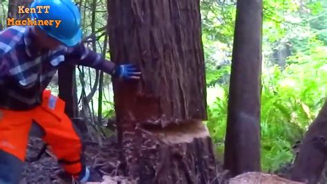 Amazing Fastest Skill Cutting Big Tree Chainsaw Machines Incredible