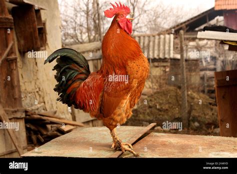 Red Rooster Crowing Stock Photo Alamy
