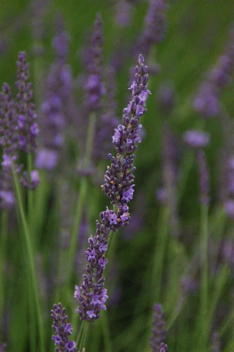 Phenomenal Lavender Lavandula X Intermedia Niko Pp 24193