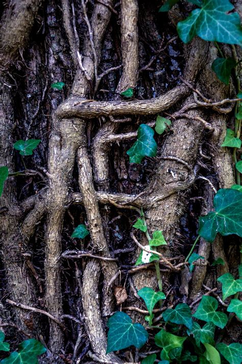 Fotos gratis árbol naturaleza bosque rama planta hoja flor el