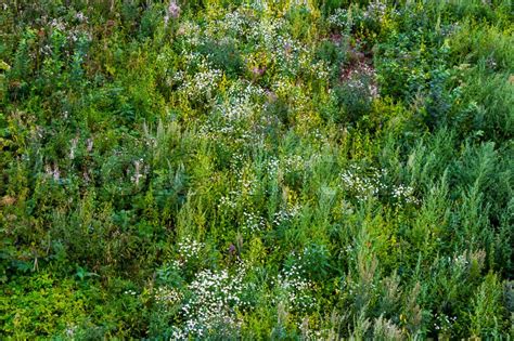 Grass Meadow Texture Background Stock Image Colourbox