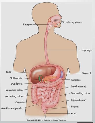 Gi Pathology Flashcards Quizlet