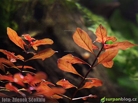 Ludwigia Sp Mini Super Red Zakucelka Sp Mini Super Red Akvarijní