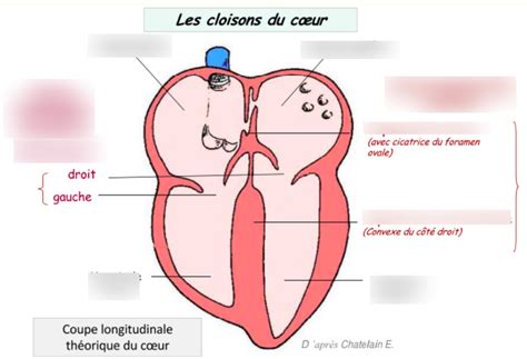 Diagramme De RCVR Anat Coeur CloisonCoeur Quizlet