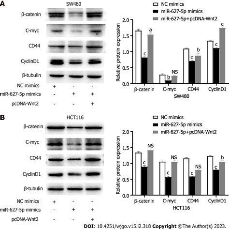 Microrna 627 5p Inhibits Colorectal Cancer Cell Proliferation